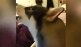 二狗爆料最新视频,揭秘娱乐圈惊人内幕